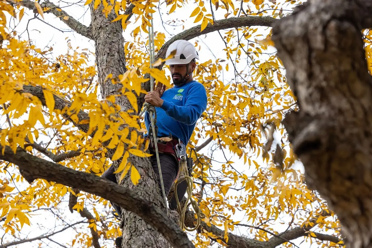 Skilled Emergency Tree Service crew working in Beloit